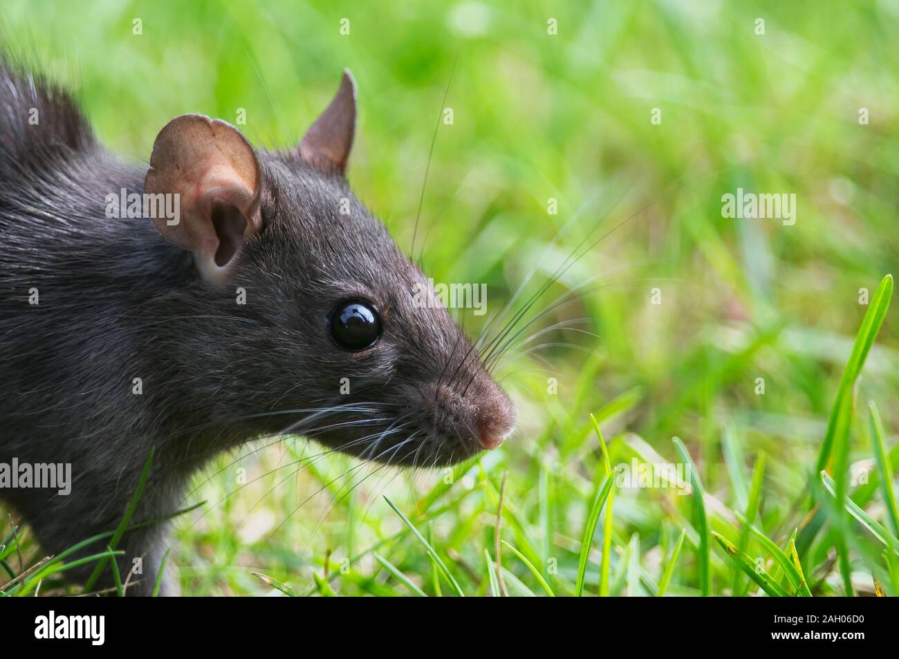 Common Black rat (Rattus rattus) profile capturing the whiskers, beady eyes and ears. Captured in a backyard location. Stock Photo