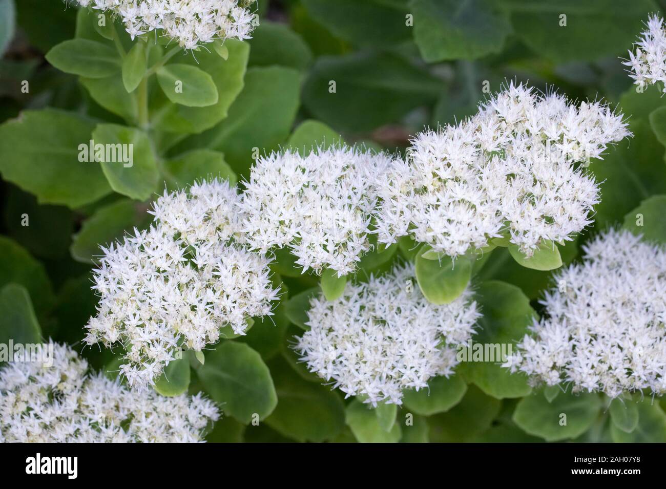 White Hylotelephium flowers in the garden. Sedum flowering. Stock Photo