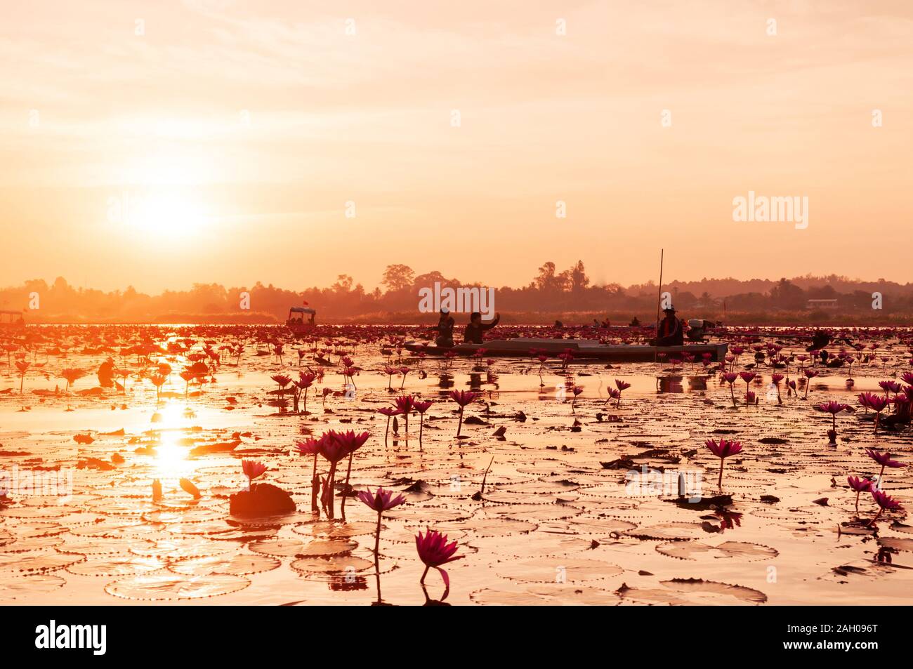 JAN 13, 2019 Udonthani, Thailand - Pink lotus water lilies full bloom against morning light - pure and beautiful red lotus lake or lotus sea in Nong H Stock Photo