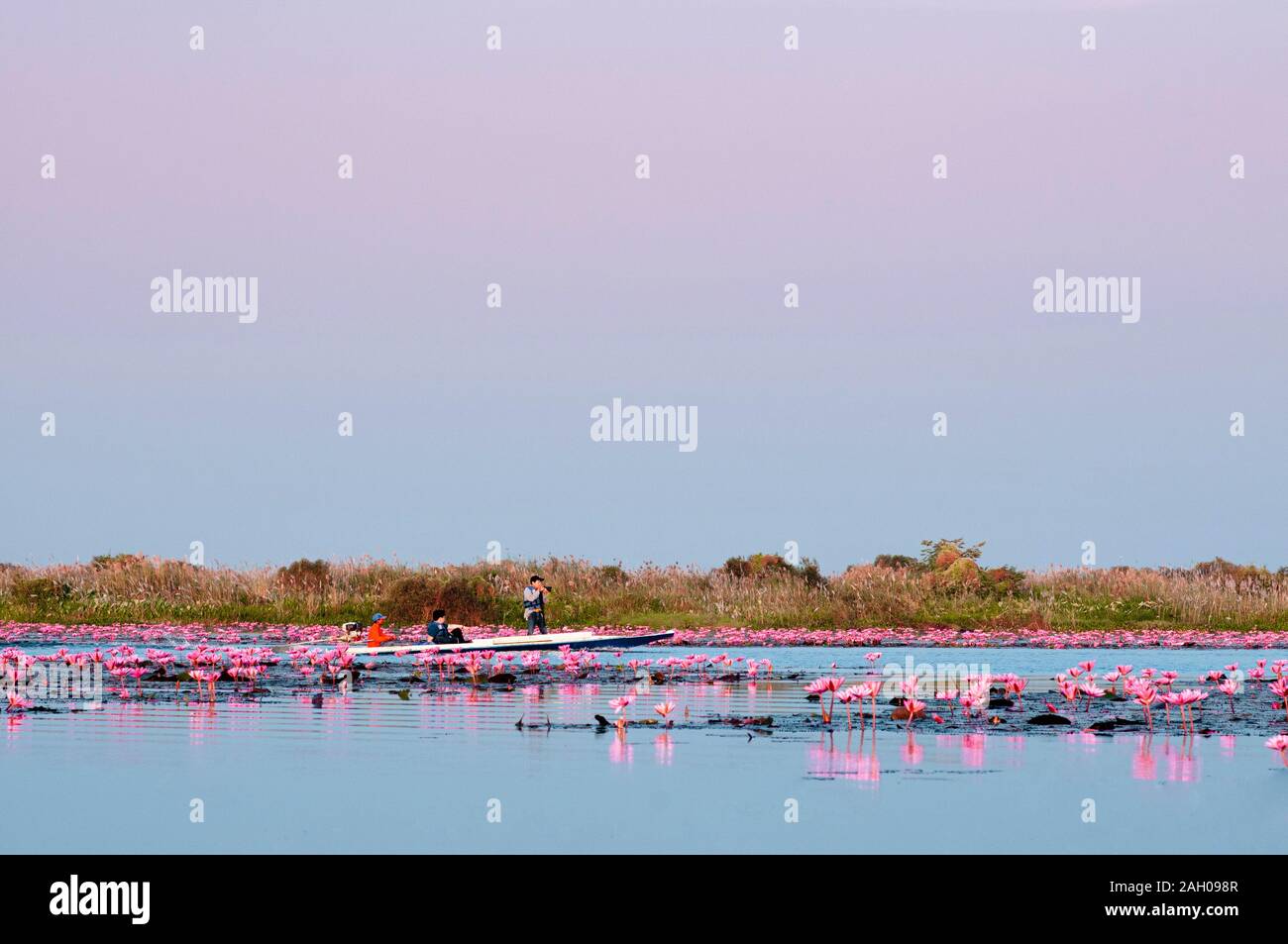 Pink lotus water lilies full bloom under morning light - pure and beautiful red lotus lake or lotus sea in Nong Harn, Kumphawapi, Udonthani - Thailand Stock Photo