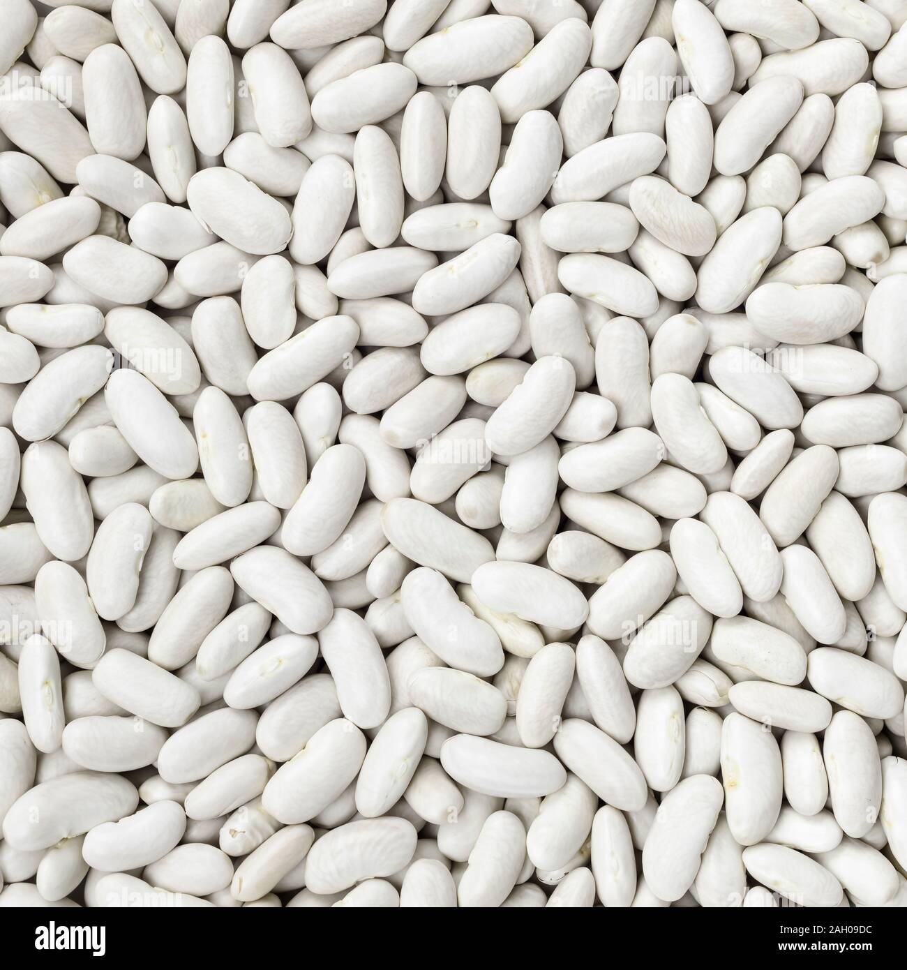 Navy, haricot, white pea, white kidney or Cannellini beans texture background or pattern. Raw legume food. Stock Photo