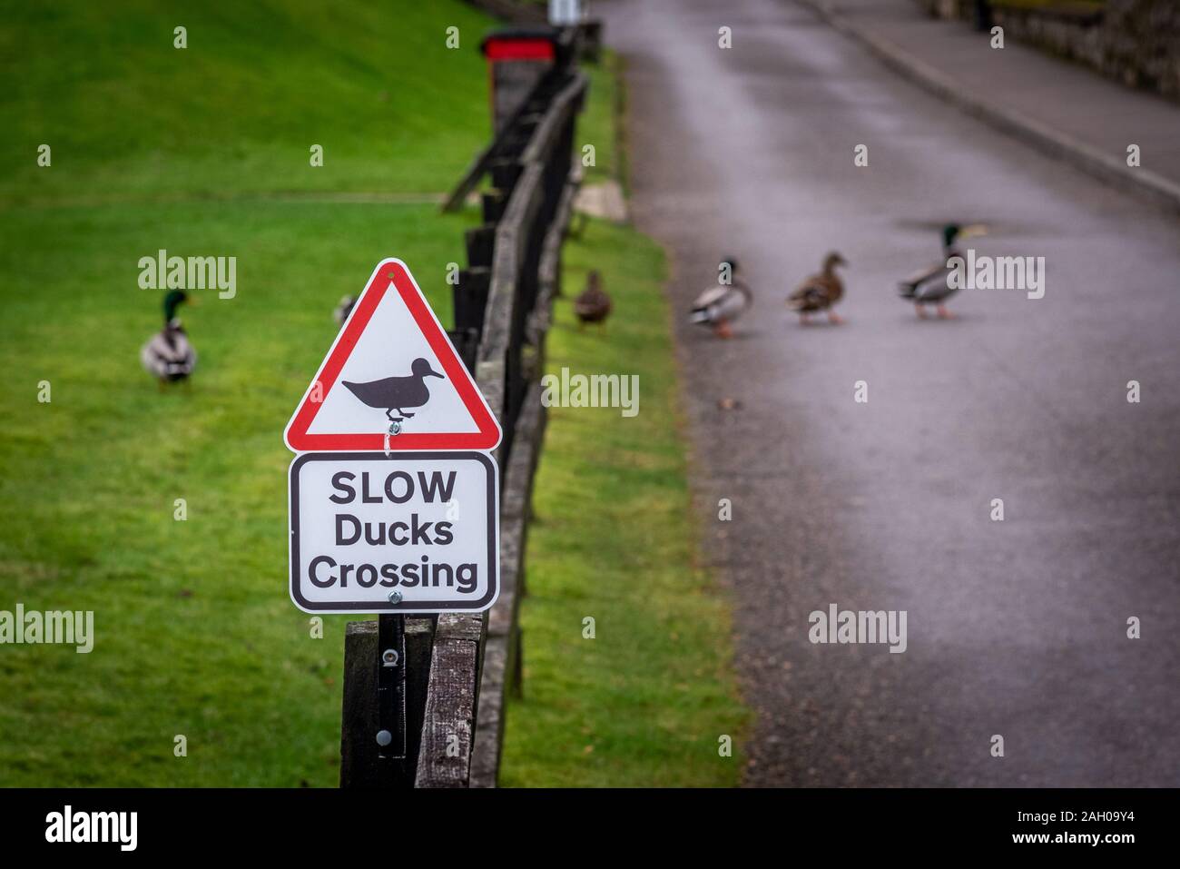Duck ducks crossing sign hi-res stock photography and images - Alamy