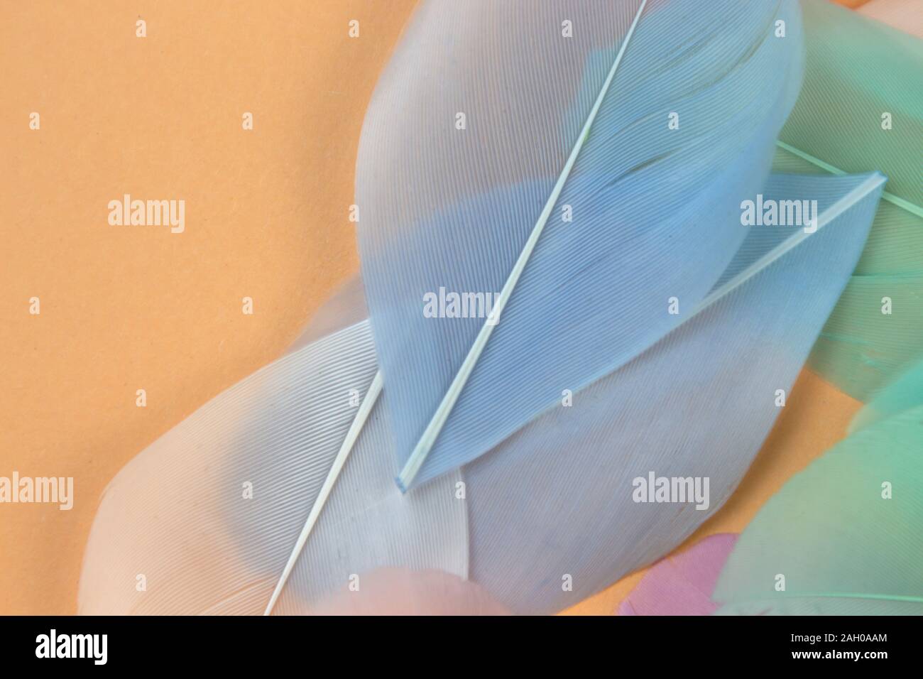 Abstract background with Some pastel colored feathers for your design. Stock Photo