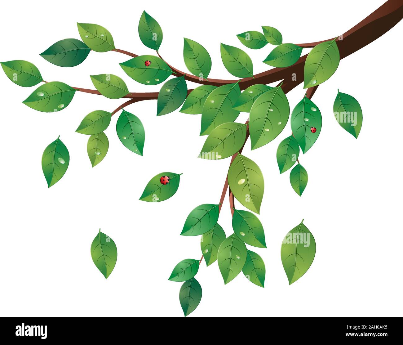 Tree branch with fresh green leaves on white background Stock Vector ...