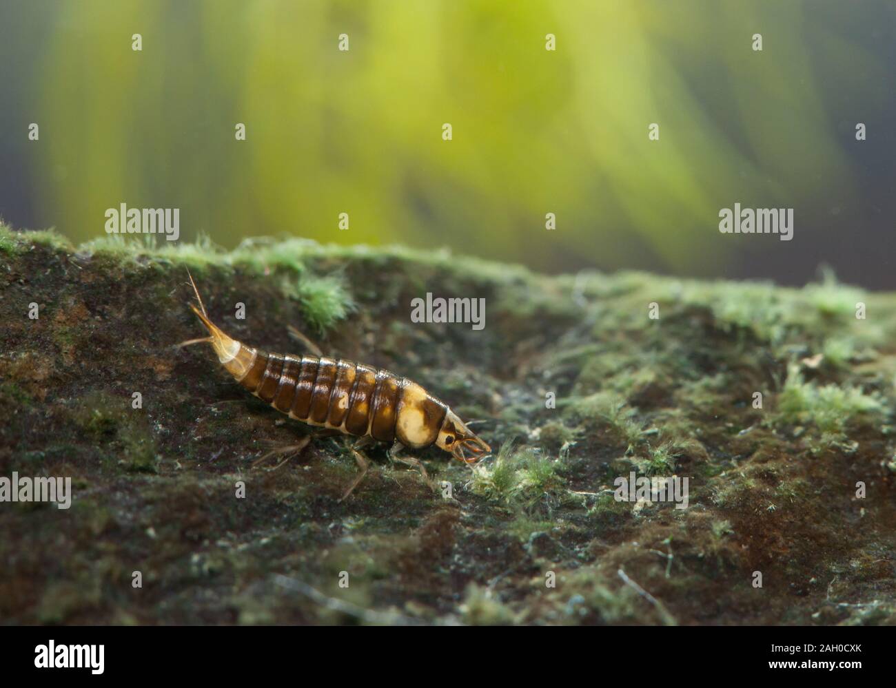 Diving beetle larva (Hyphydrus ovatus Stock Photo Alamy