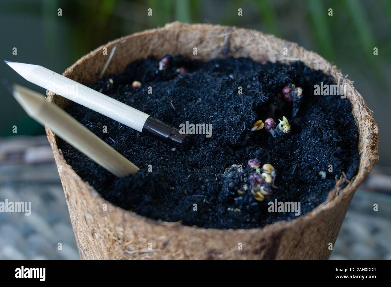 Biodegradable pencils hires stock photography and images Alamy