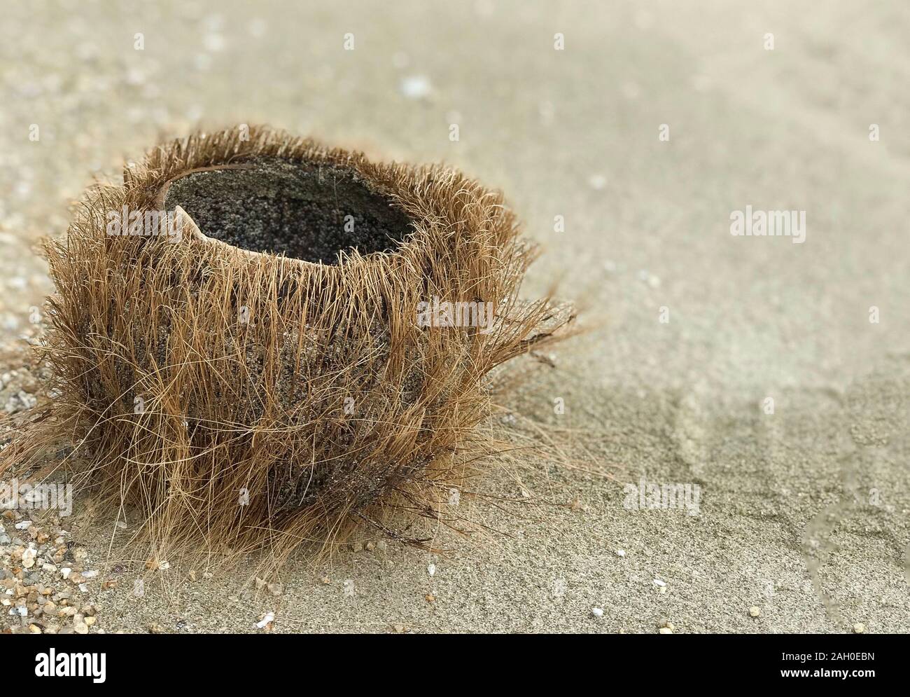Background with dry coconut on the sand Stock Photo