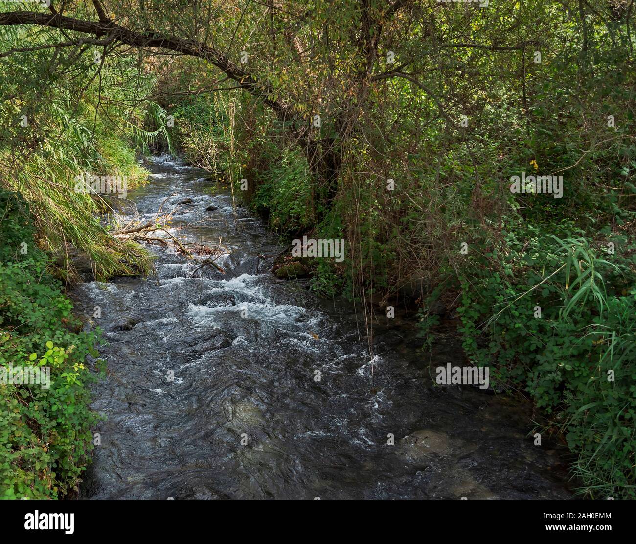 the hermon stream running through a tangled overgrown subtrobical forest in the banias nature reserve in the golan heights inisrael Stock Photo