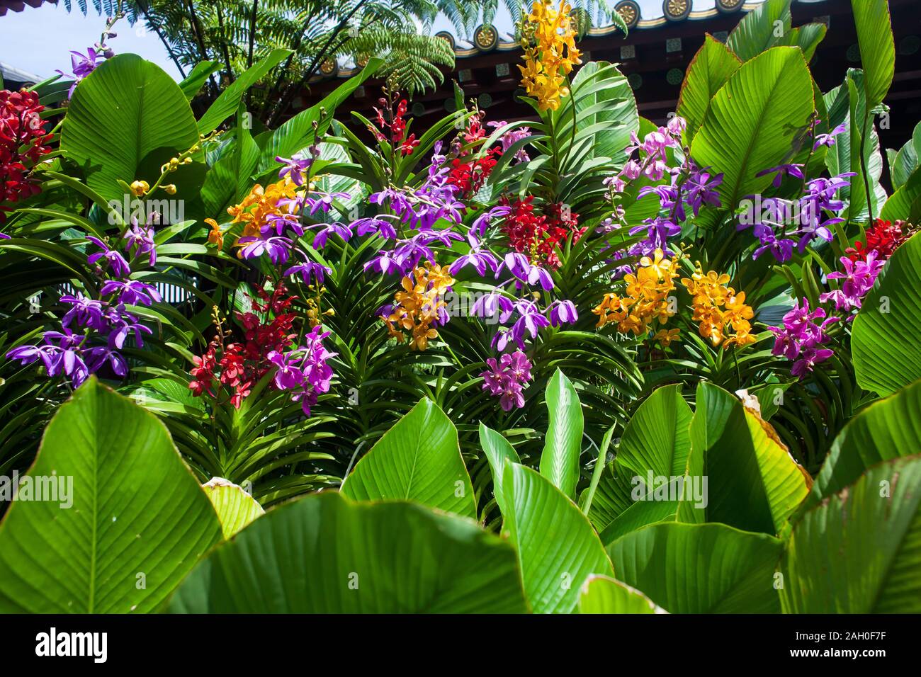 Beautiful discovery of various breeds of orchids planted on the rooftop of Buddha Tooth Relic Temple, Singapore Stock Photo