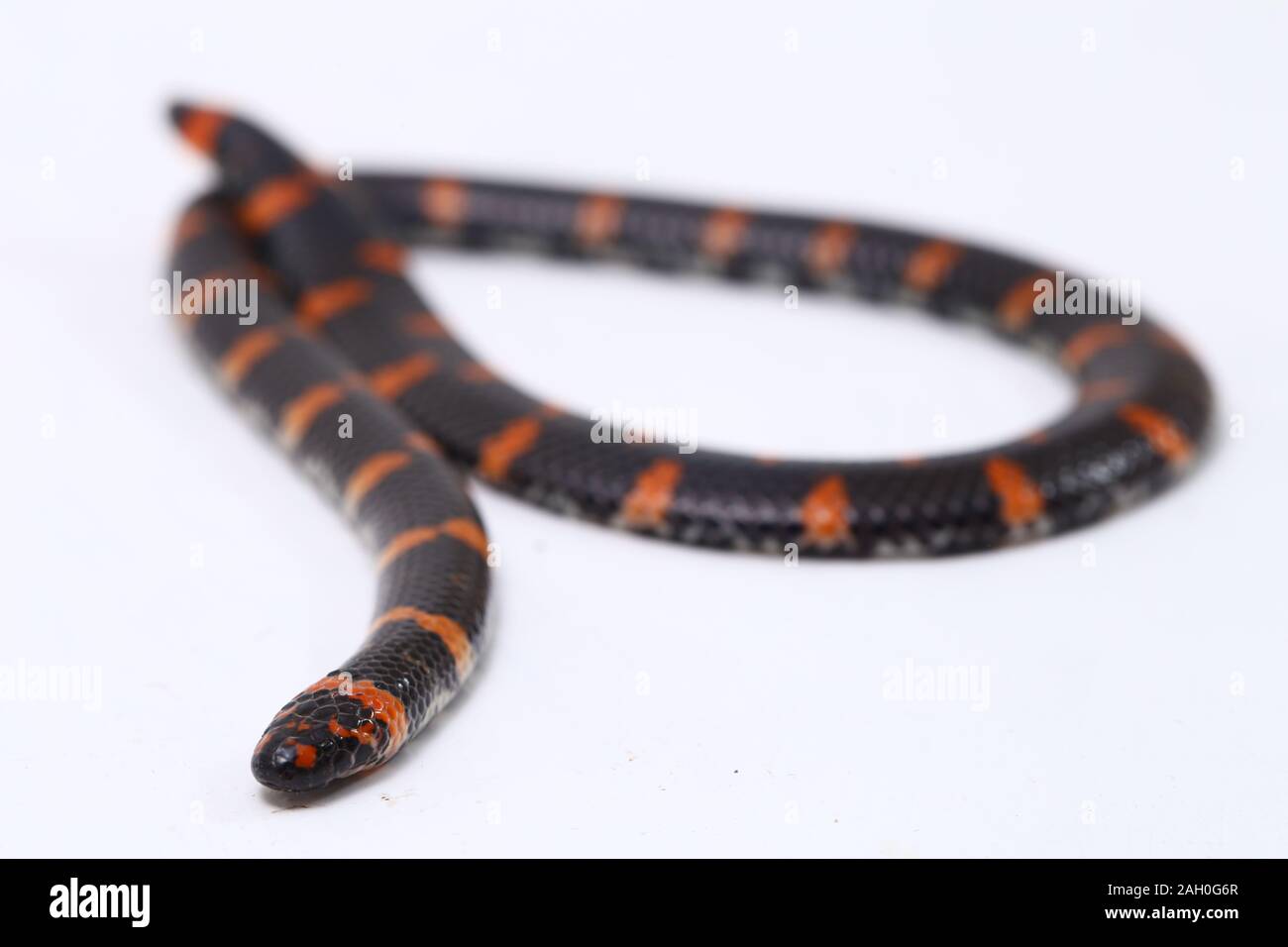 https://c8.alamy.com/comp/2AH0G6R/red-tailed-pipe-snake-scientific-name-cylindrophis-ruffus-isolate-on-white-background-2AH0G6R.jpg