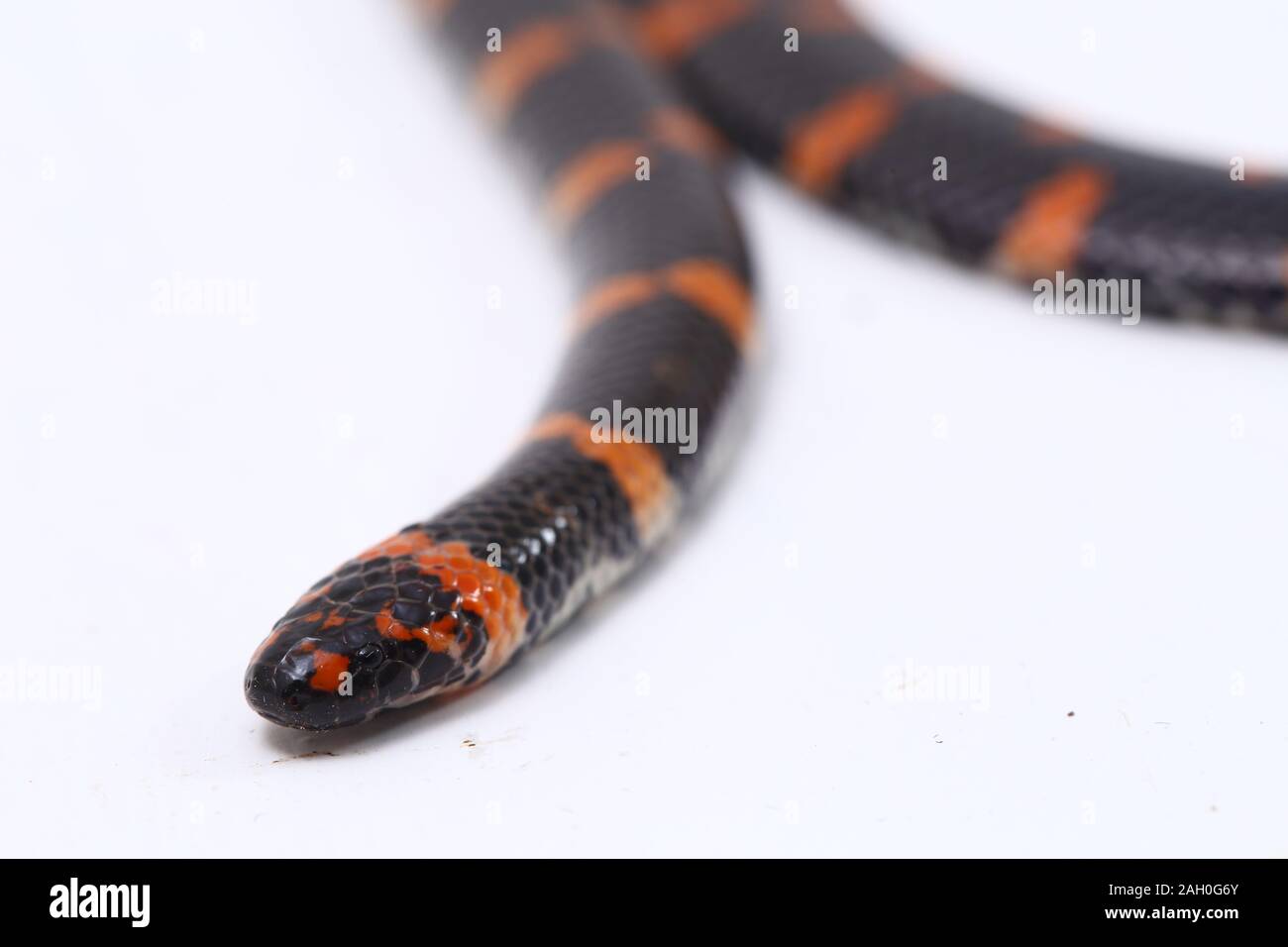 https://c8.alamy.com/comp/2AH0G6Y/red-tailed-pipe-snake-scientific-name-cylindrophis-ruffus-isolate-on-white-background-2AH0G6Y.jpg