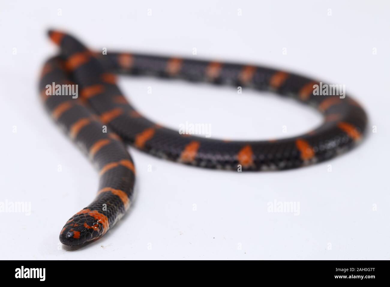 Lined Pipe Snake Cylindrophis lineatus is a spectacular species from Borneo  Stock Photo - Alamy