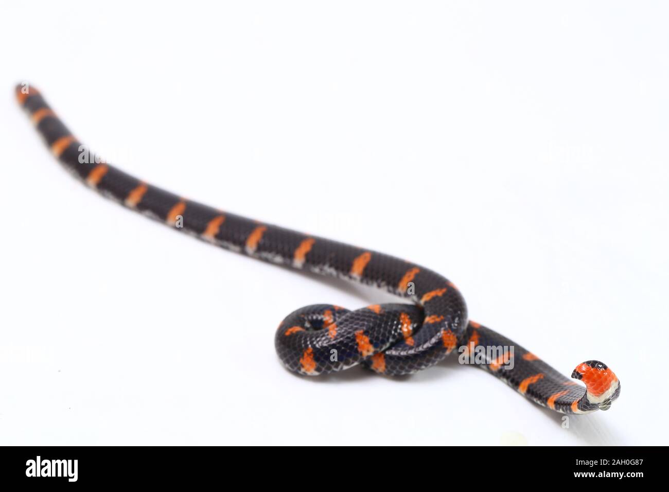 https://c8.alamy.com/comp/2AH0G87/red-tailed-pipe-snake-scientific-name-cylindrophis-ruffus-isolate-on-white-background-2AH0G87.jpg