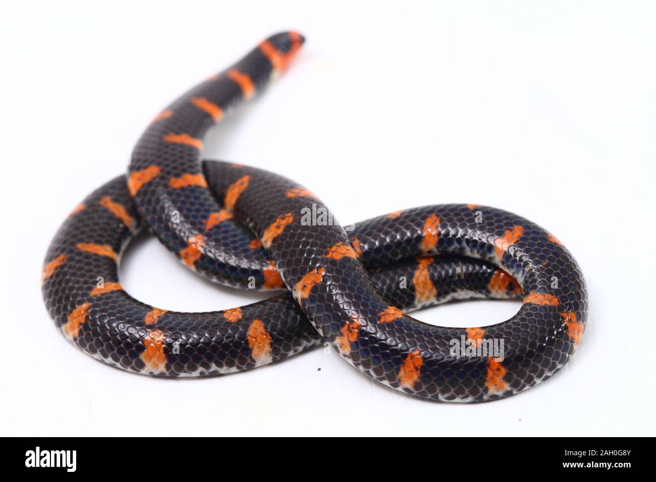 Red-tailed Pipe Snake stock photo - Minden Pictures