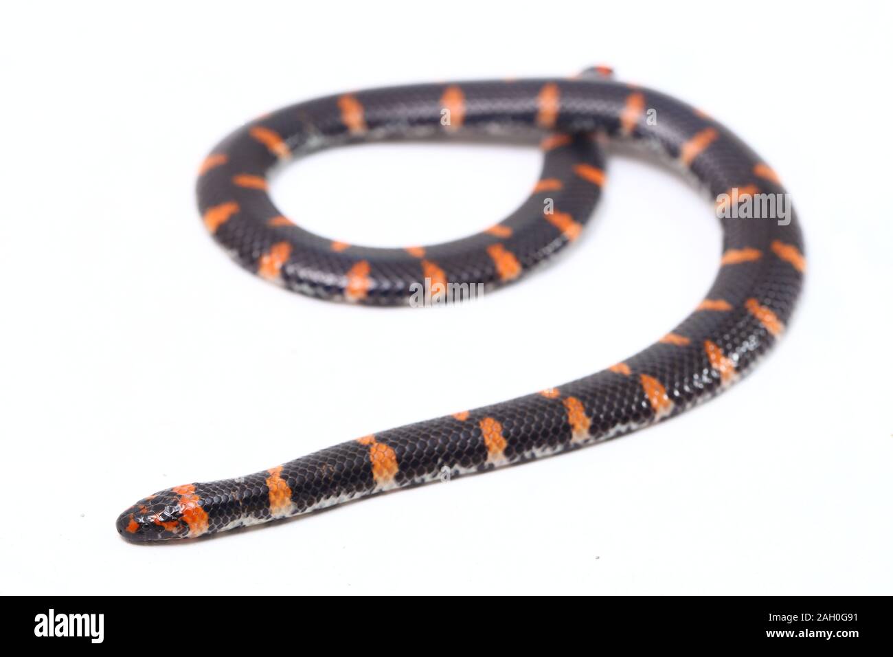 https://c8.alamy.com/comp/2AH0G91/red-tailed-pipe-snake-scientific-name-cylindrophis-ruffus-isolate-on-white-background-2AH0G91.jpg