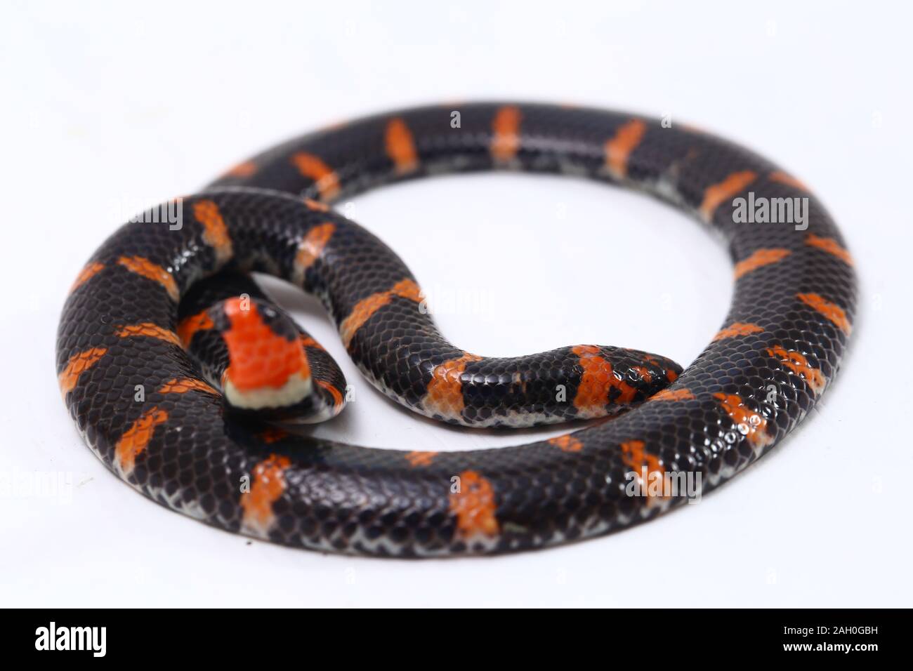 Red-tailed pipe snake (Scientific name Cylindrophis ruffus) isolate on  white background Stock Photo - Alamy
