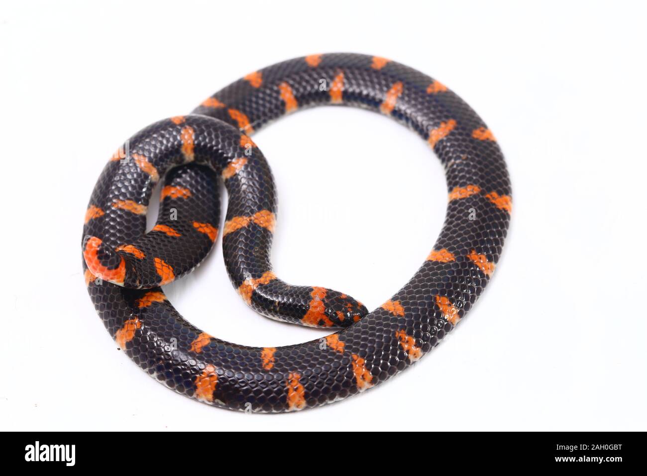 A Common Pipe Snake is Looking for Prey in a Pile of Dry Leaves. Stock  Image - Image of pile, produce: 260721029