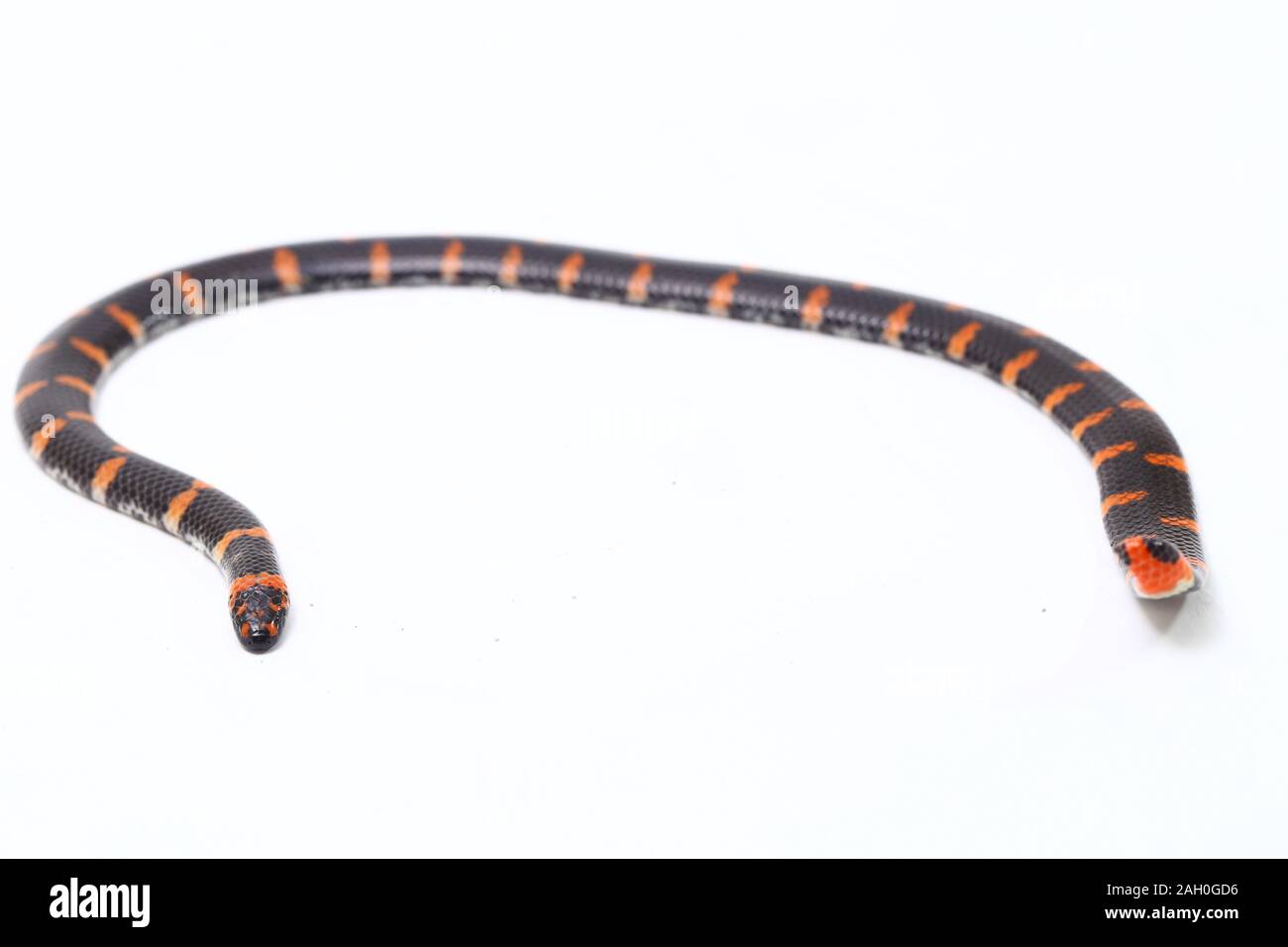 https://c8.alamy.com/comp/2AH0GD6/red-tailed-pipe-snake-scientific-name-cylindrophis-ruffus-isolate-on-white-background-2AH0GD6.jpg