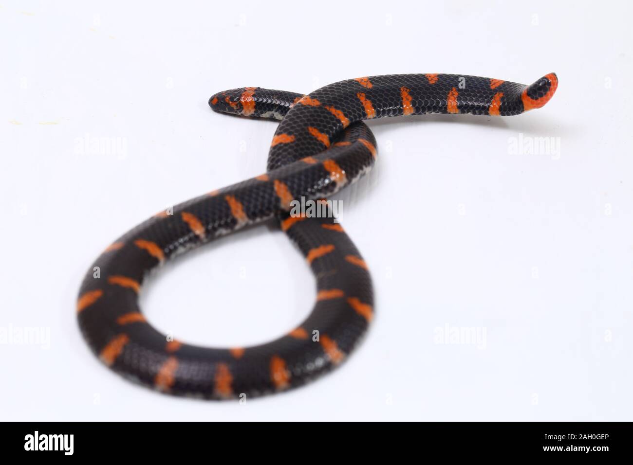 Stock photo of Blanford's Pipe Snake (Cylindrophis lineatus) raising its  tail which is…. Available for sale on