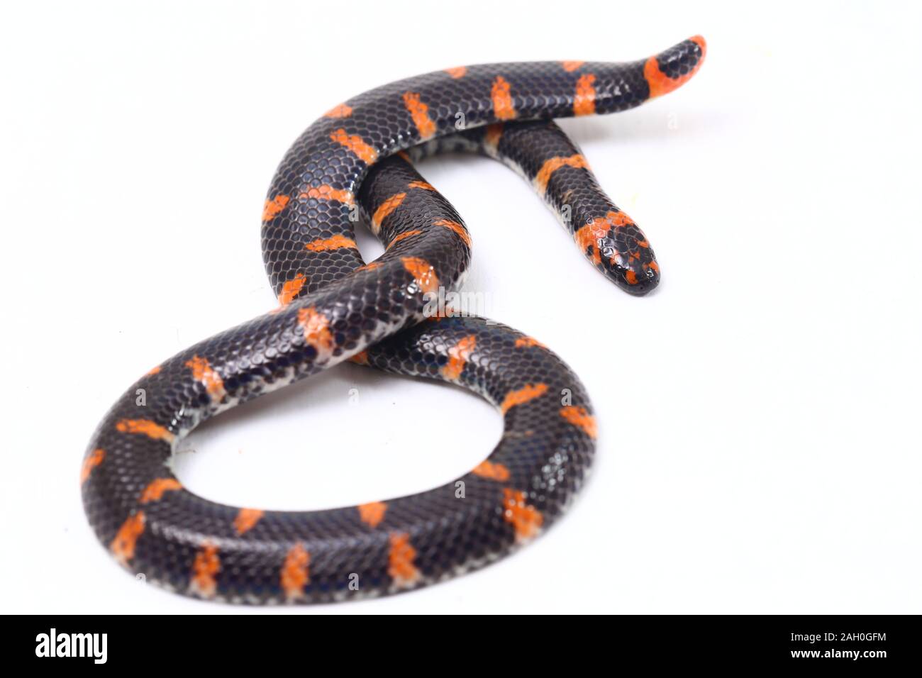 https://c8.alamy.com/comp/2AH0GFM/red-tailed-pipe-snake-scientific-name-cylindrophis-ruffus-isolate-on-white-background-2AH0GFM.jpg
