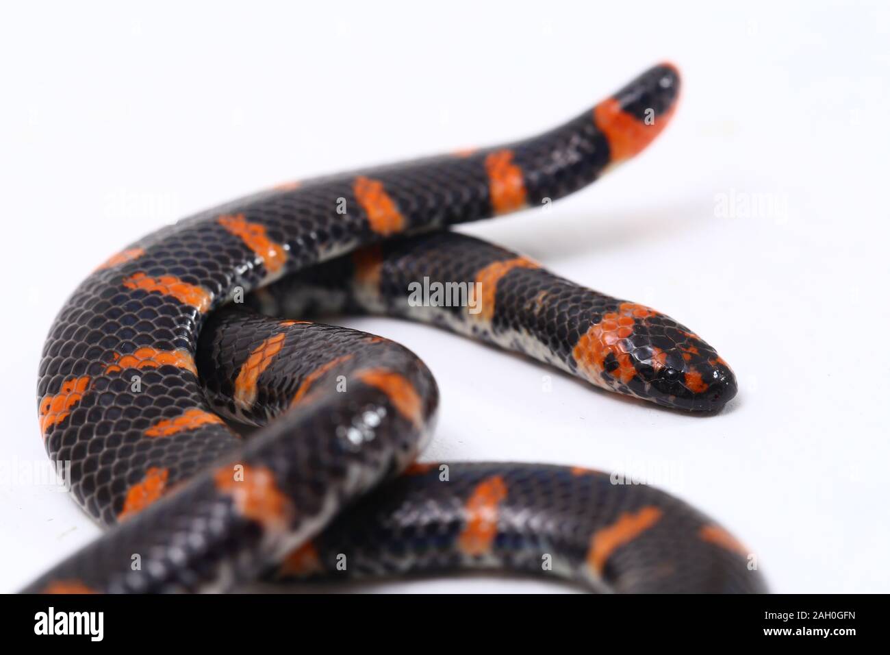 Lined Pipe Snake Cylindrophis lineatus is a spectacular species from Borneo  Stock Photo - Alamy