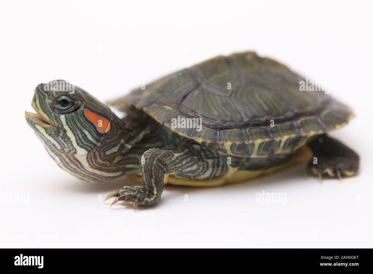 Red-eared Slider (Trachemys scripta elegans)isolated on a white ...