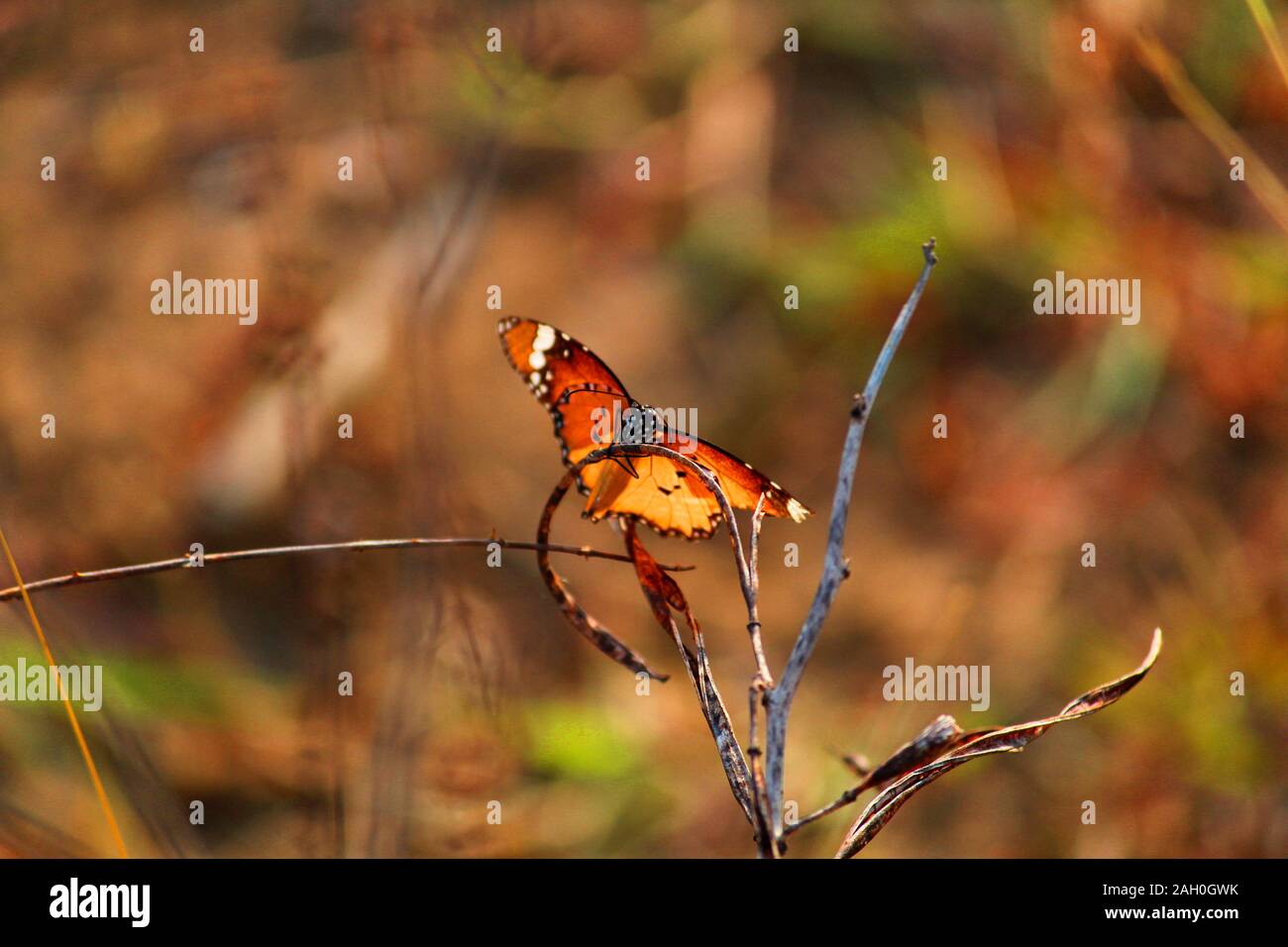 colorful butterfly on dried plant during summer season Stock Photo