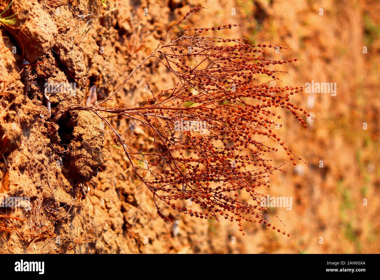 dried plant during summer season Stock Photo