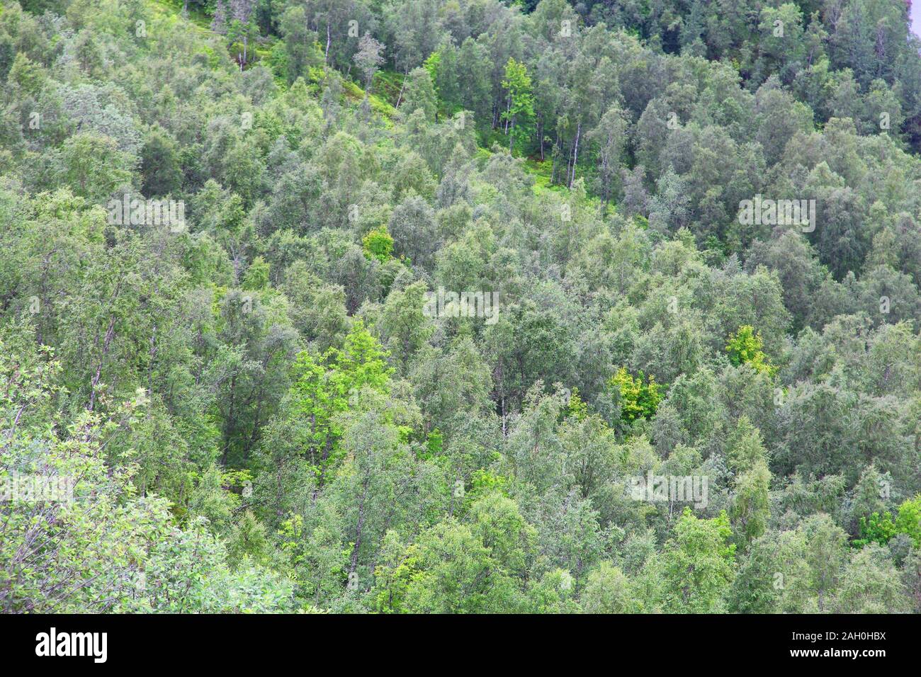 Mixed boreal forest hi-res stock photography and images - Alamy