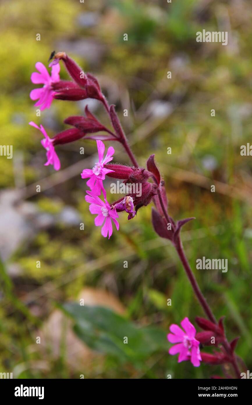 Norway flora hires stock photography and images Alamy