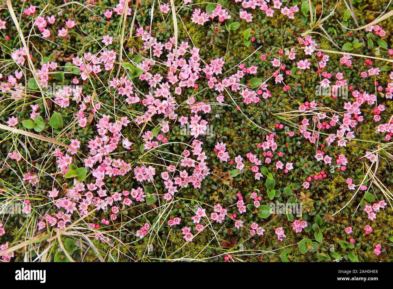 Alpine flowers of Norway. Flora of Saltfjellet-Svartisen National Park. Kalmia procumbens (alpine azalea) dwarf flowering shrub of Ericaceae family. Stock Photo
