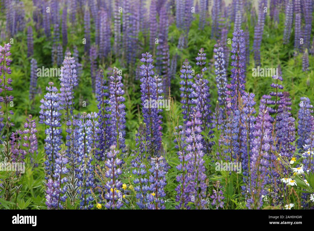 Lupine flowers in Norway. Herbaceous perennial plant in the legume family, Fabaceae. Stock Photo