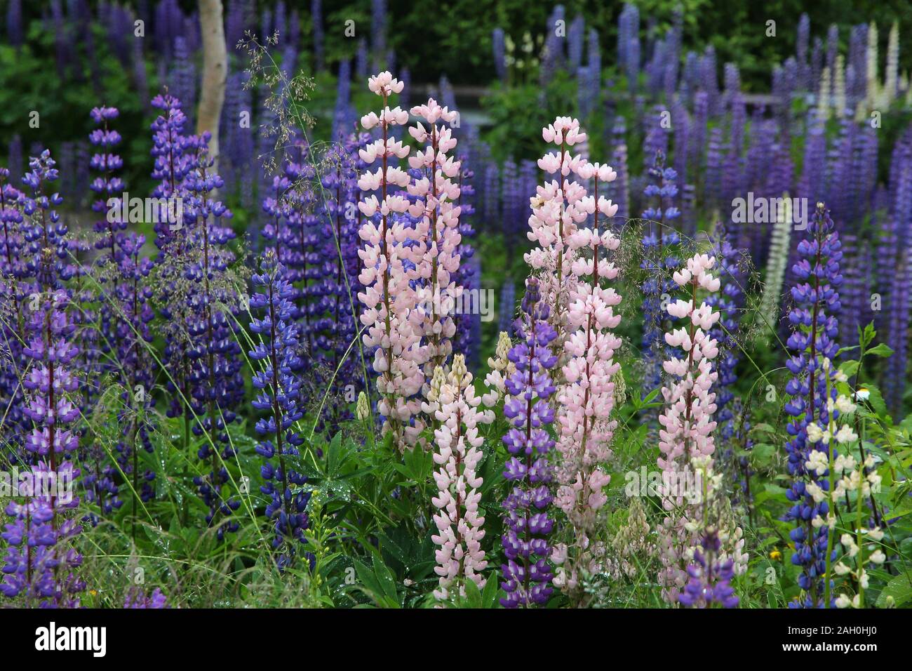 Lupine flowers in Norway. Herbaceous perennial plant in the legume family, Fabaceae. Stock Photo