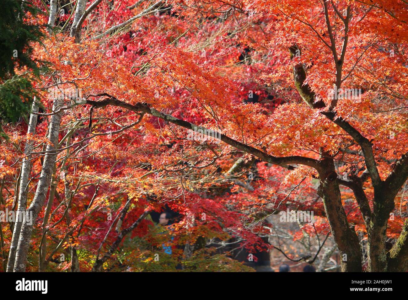 Autumn Foliage In Japan Red And Orange Momiji Leaves Maple Tree In Kyoto Stock Photo Alamy Autumn Foliage In Japan Red And Orange Momiji Leaves Maple Tree In Kyoto Stock Photo Alamy