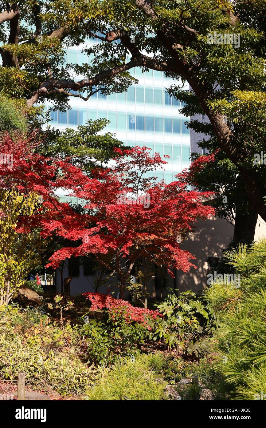 Rikyu Color Autumn in Tokyo. Japanese garden autumn colors. Kyu Shiba Rikyu Garden ...