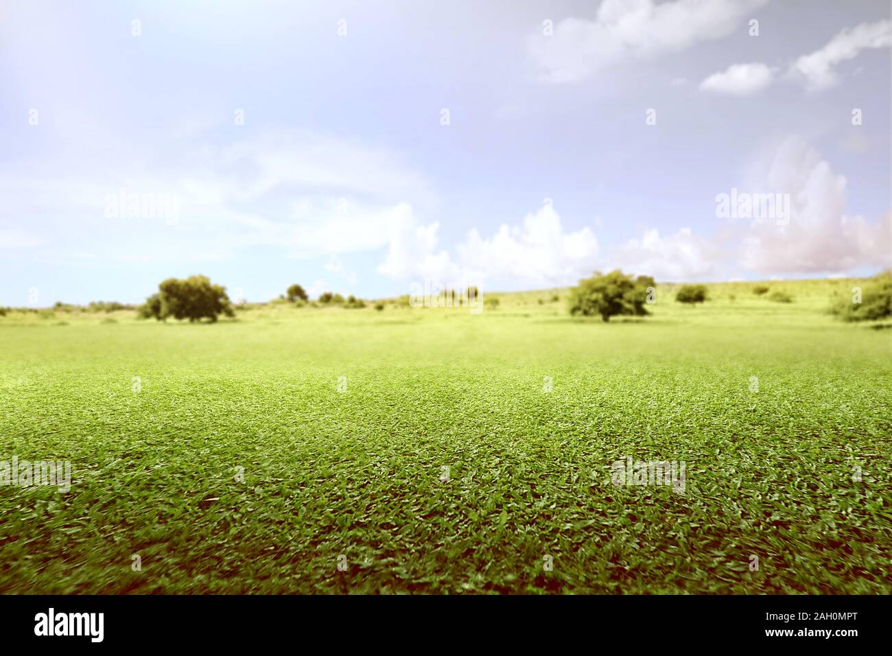Green grass field with trees and blue sky background Stock Photo - Alamy