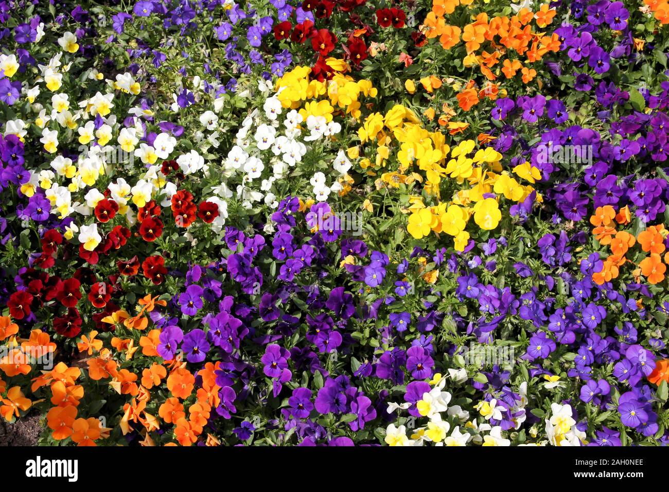 Colorful pansy flower background. Beautiful pansies in a flower bed. Stock Photo