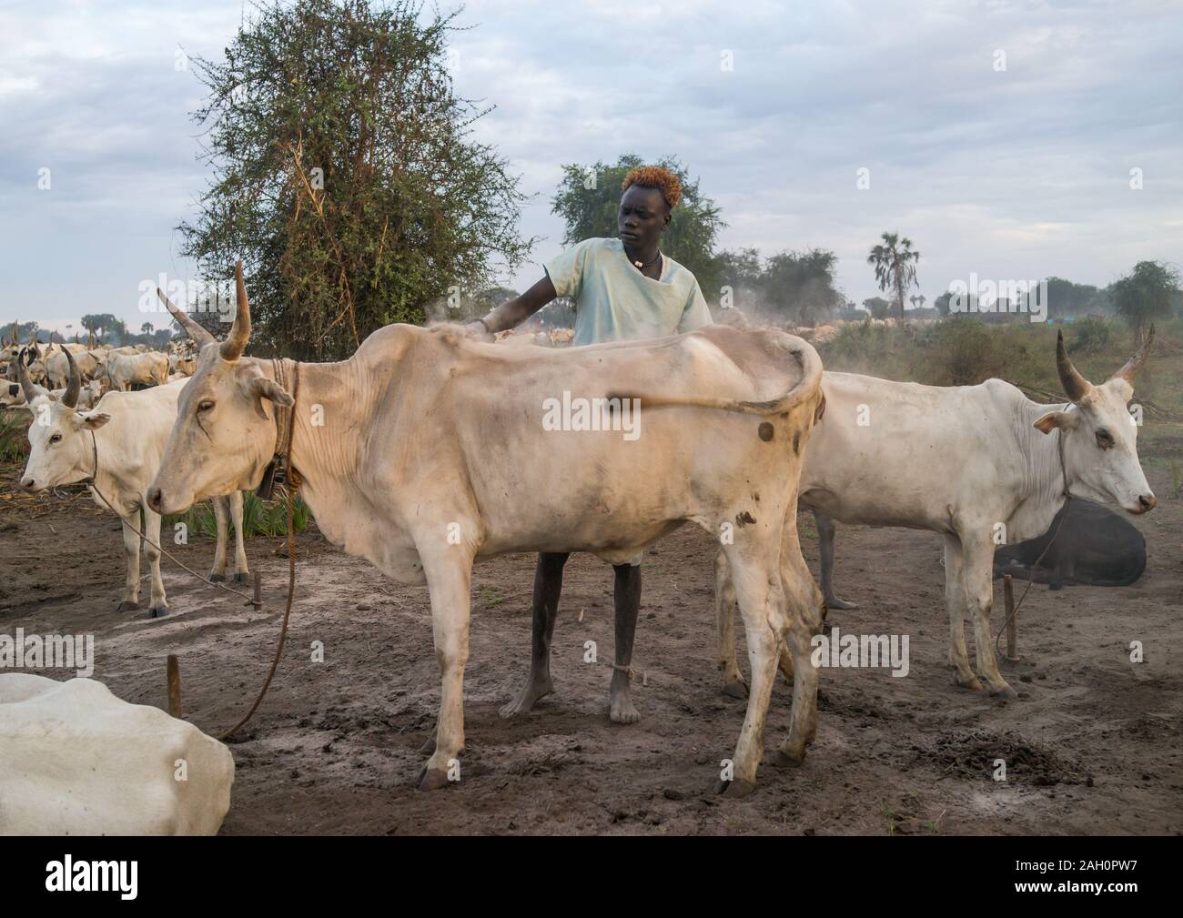 Mundari tribe man covering his cow in ash to repel flies and mosquitoes, Central Equatoria, Terekeka, South Sudan Stock Photo