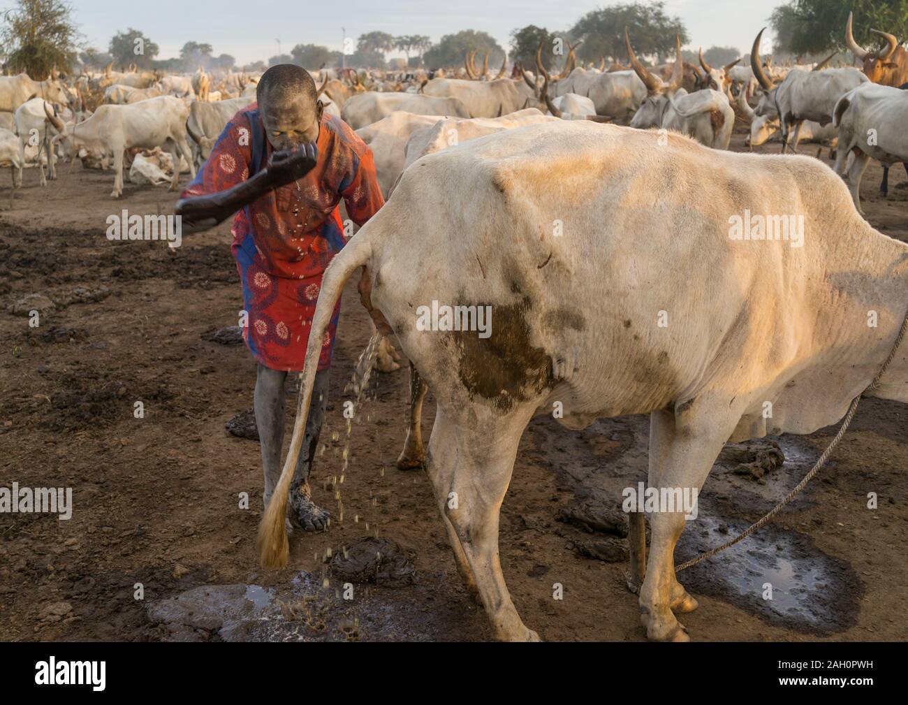Mundari tribe man showering with cow urine to take advantage of the