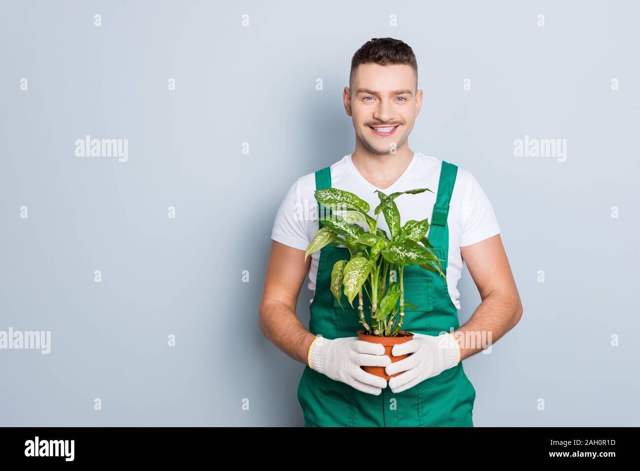 Photo of virile guy self-confident skilled gardener holding flower pot with green plant demonstrating his work results wear green dungarees isolated Stock Photo
