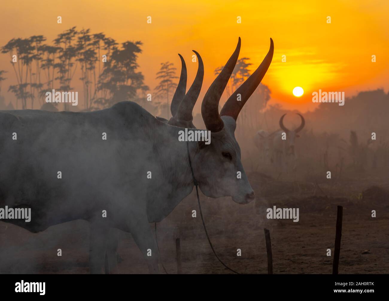 Long horns cows in a Mundari tribe camp standing in front of bonfires to prevent from mosquitoes bites, Central Equatoria, Terekeka, South Sudan Stock Photo