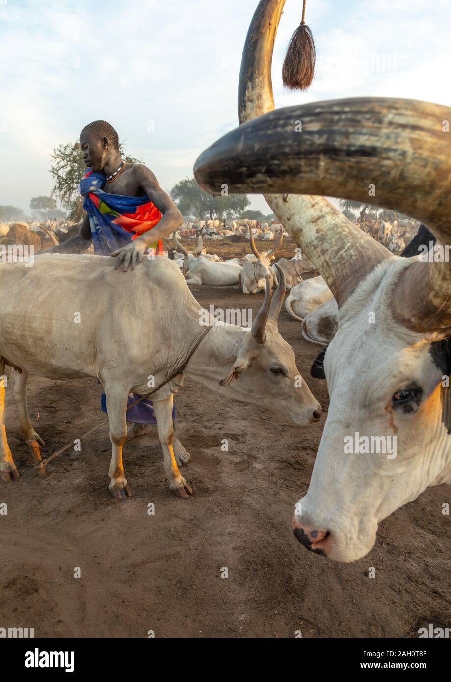 Mundari Mundari tribe man taking care of the long horns cows in a camp, Central ...