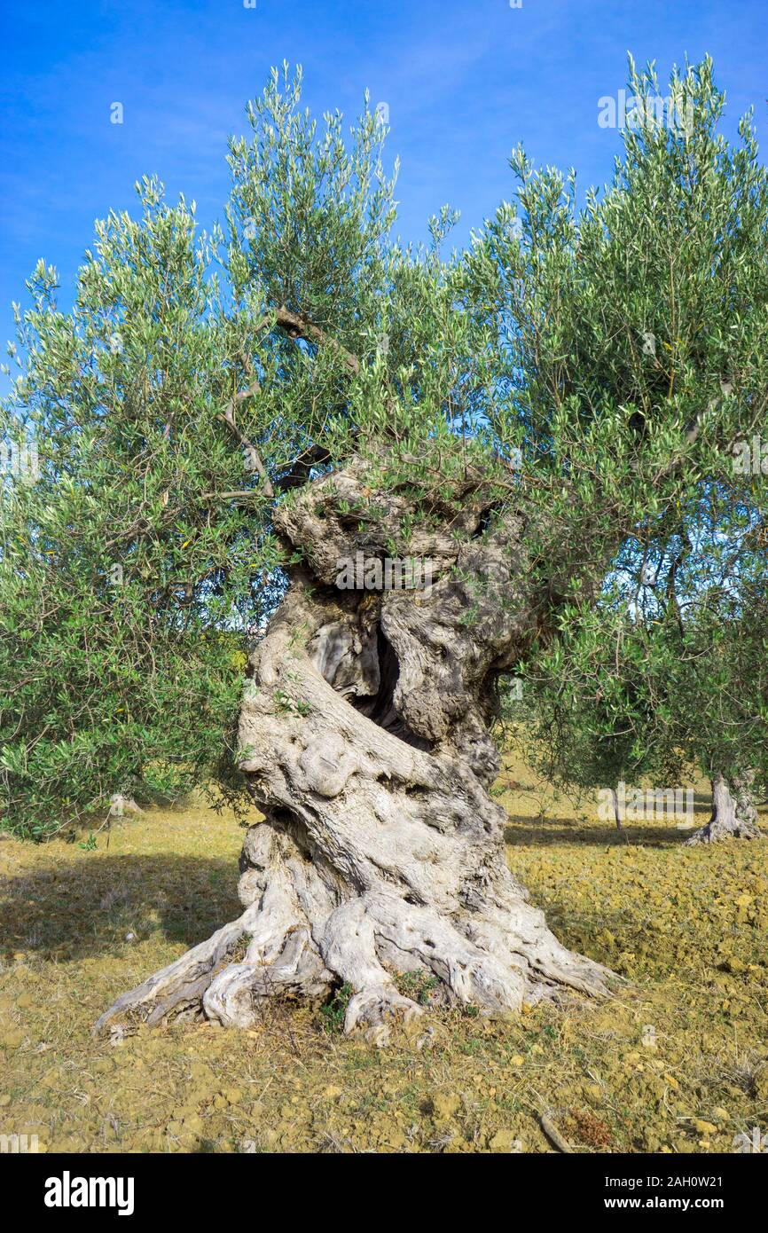 Old olive tree in hi-res stock photography and images - Alamy