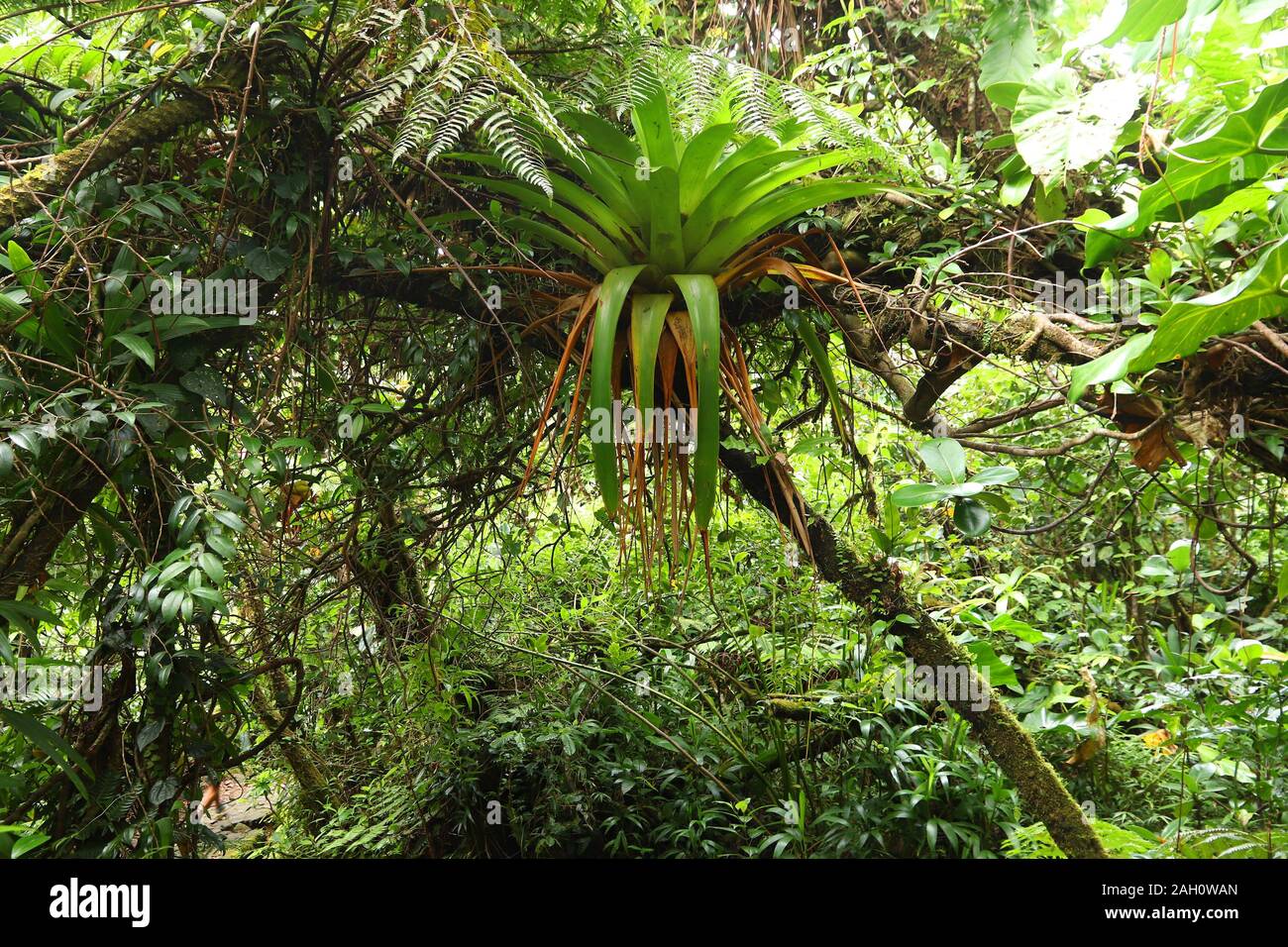 Volcano La Soufriere rainforest hiking trail in Guadeloupe. Green jungle forest. Stock Photo