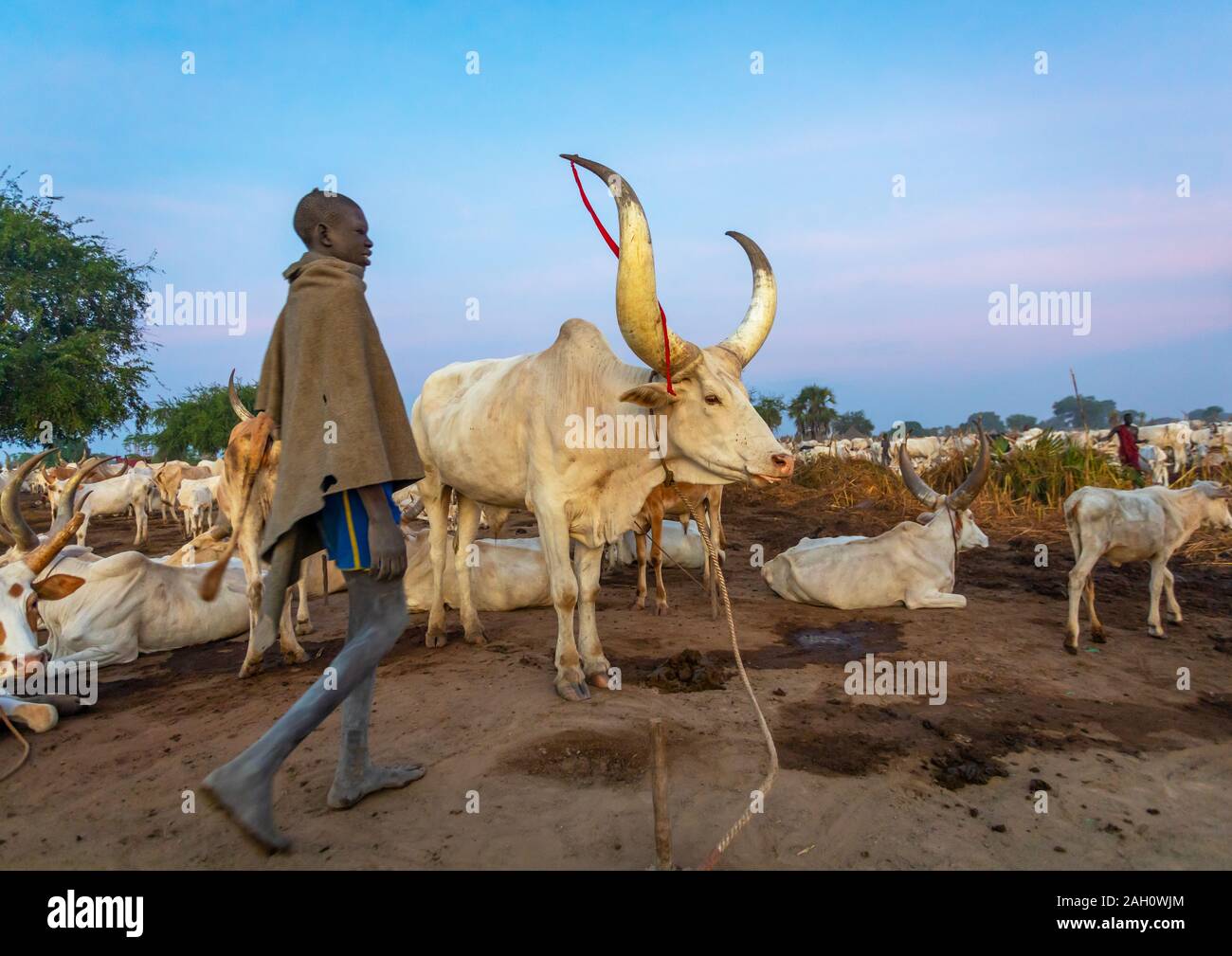 Mundari tribe boy taking care of the long horns cows in the camp, Central Equatoria, Terekeka, South Sudan Stock Photo