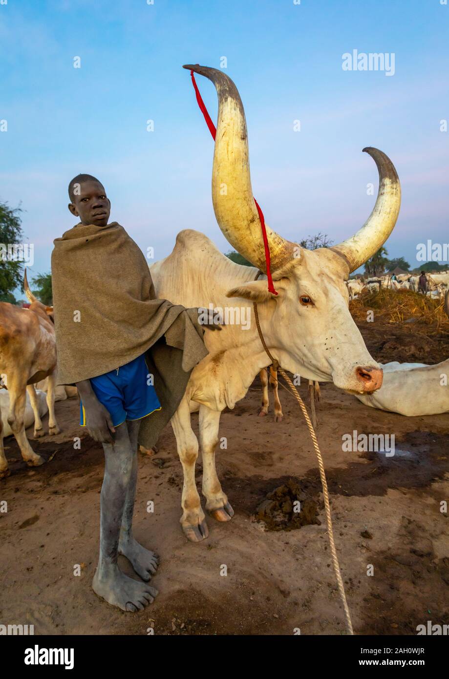 Mundari tribe boy taking care of the long horns cows in the camp, Central Equatoria, Terekeka, South Sudan Stock Photo