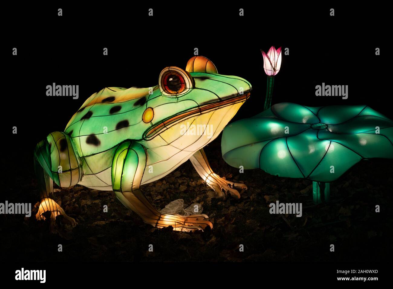 Frog lights hi-res stock photography and images - Alamy