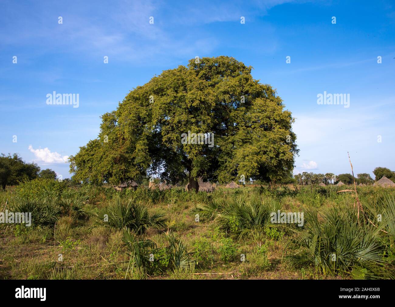 Africa tree indigenous landscape hi-res stock photography and images ...