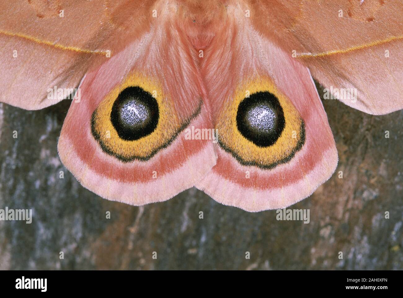 Cecrops Eyed Silkmoth (Automeris cecrops pamina) Wings spread showing false eyes being flashed in startle display. Arizona, summer. Stock Photo