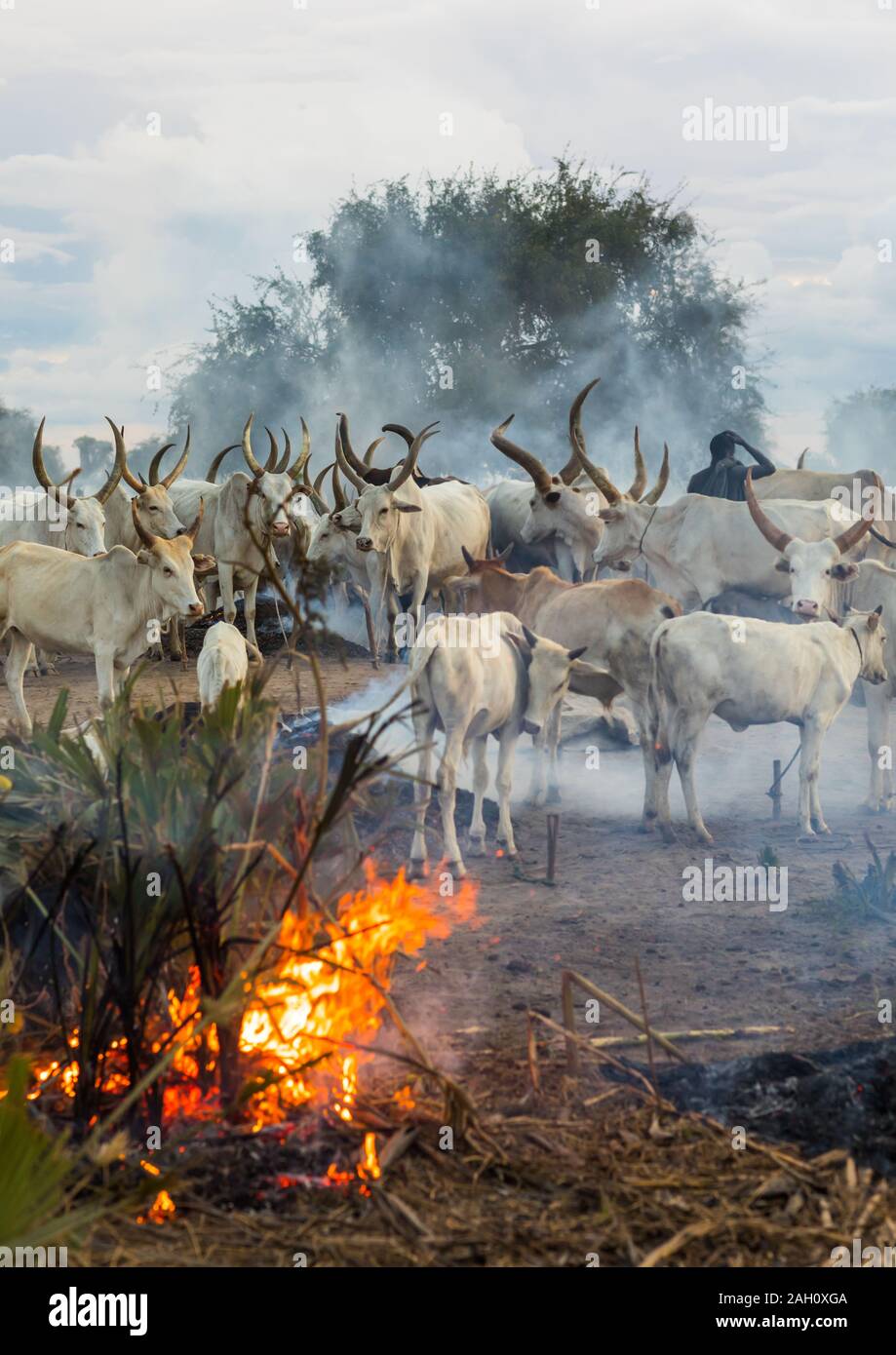 Long horns cows in a Mundari tribe camp gathering around bonfires to repel mosquitoes and flies, Central Equatoria, Terekeka, South Sudan Stock Photo